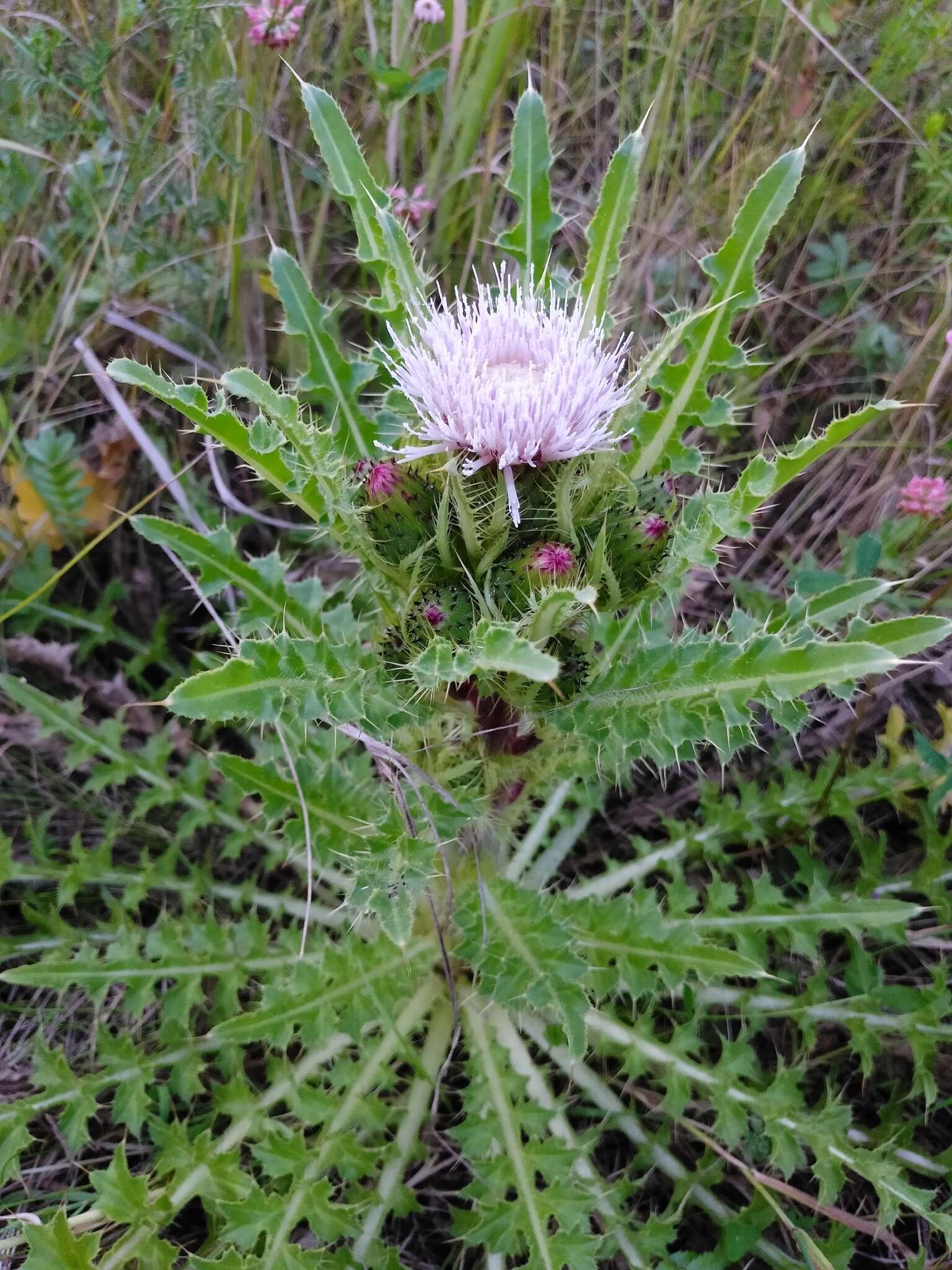 Imagem de Cirsium esculentum (Siev.) C. A. Mey.