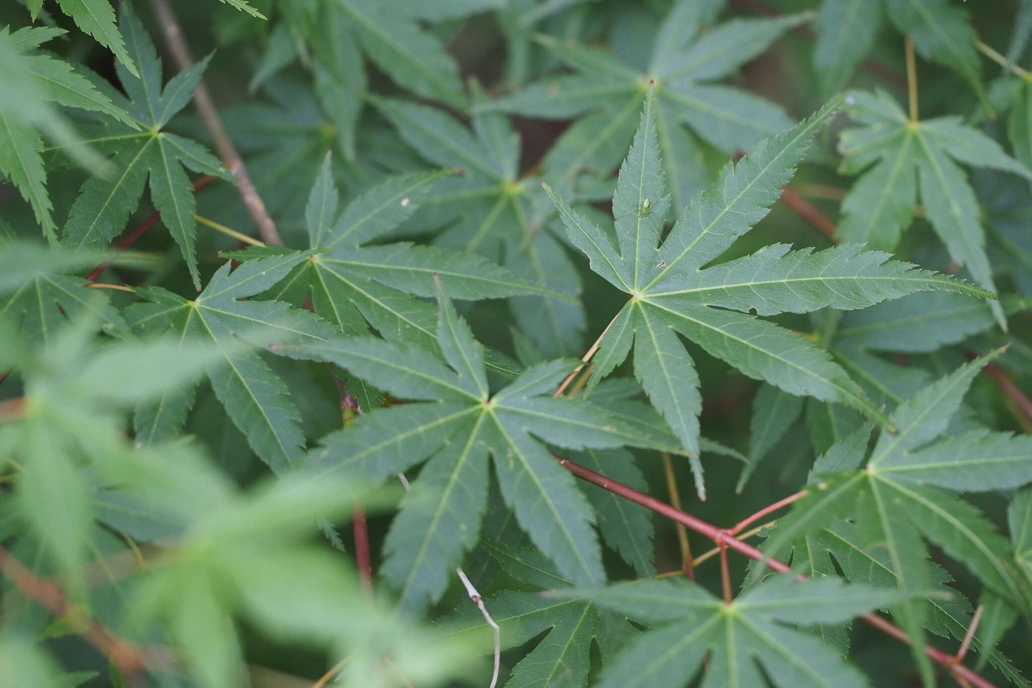 Acer palmatum var. amoenum (Carr.) Ohwi的圖片