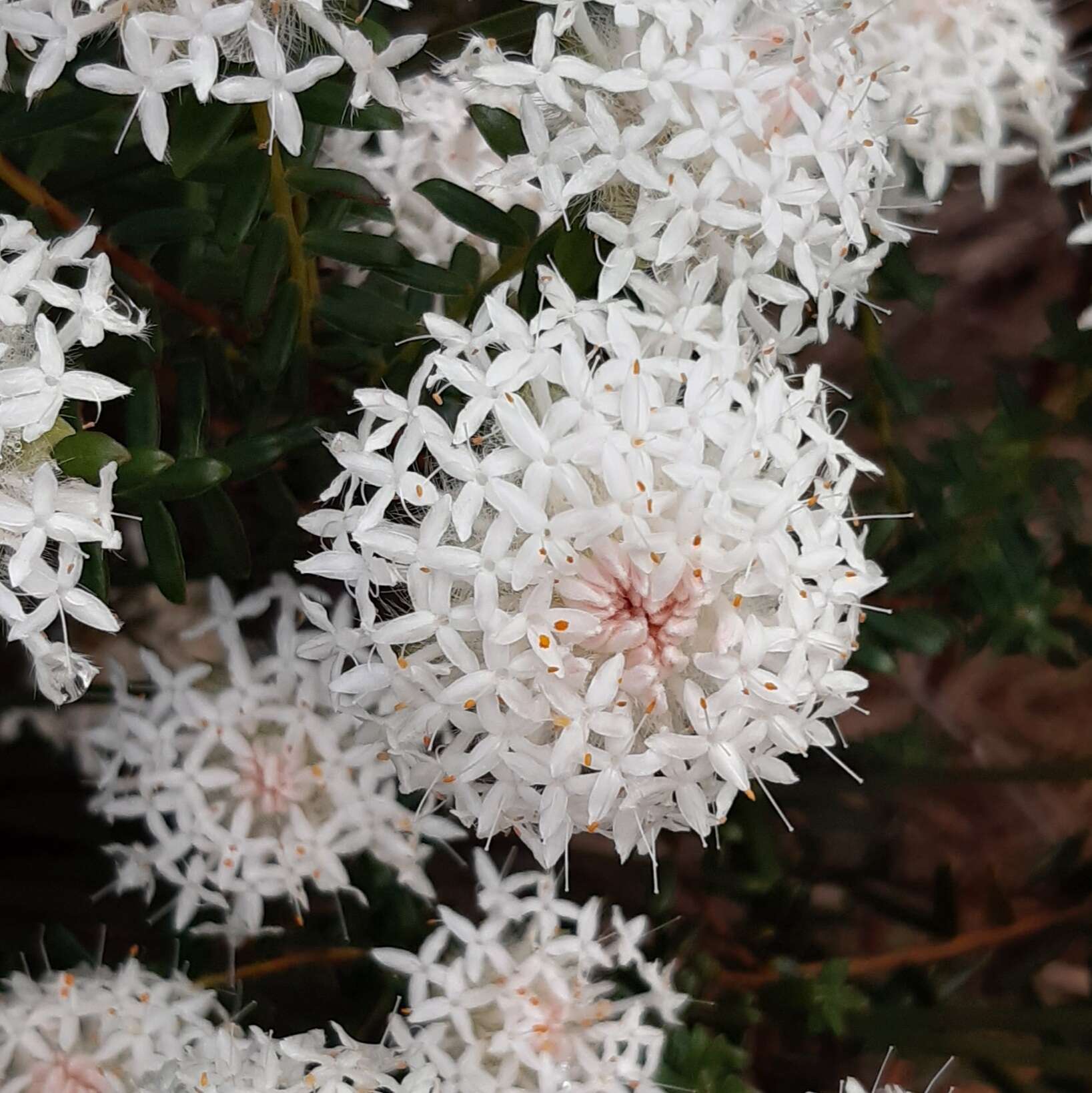 Image of Pimelea spectabilis Lindl.