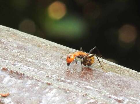 Слика од Camponotus nicobarensis Mayr 1865