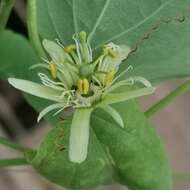 Image of Passiflora henryi Hemsl.