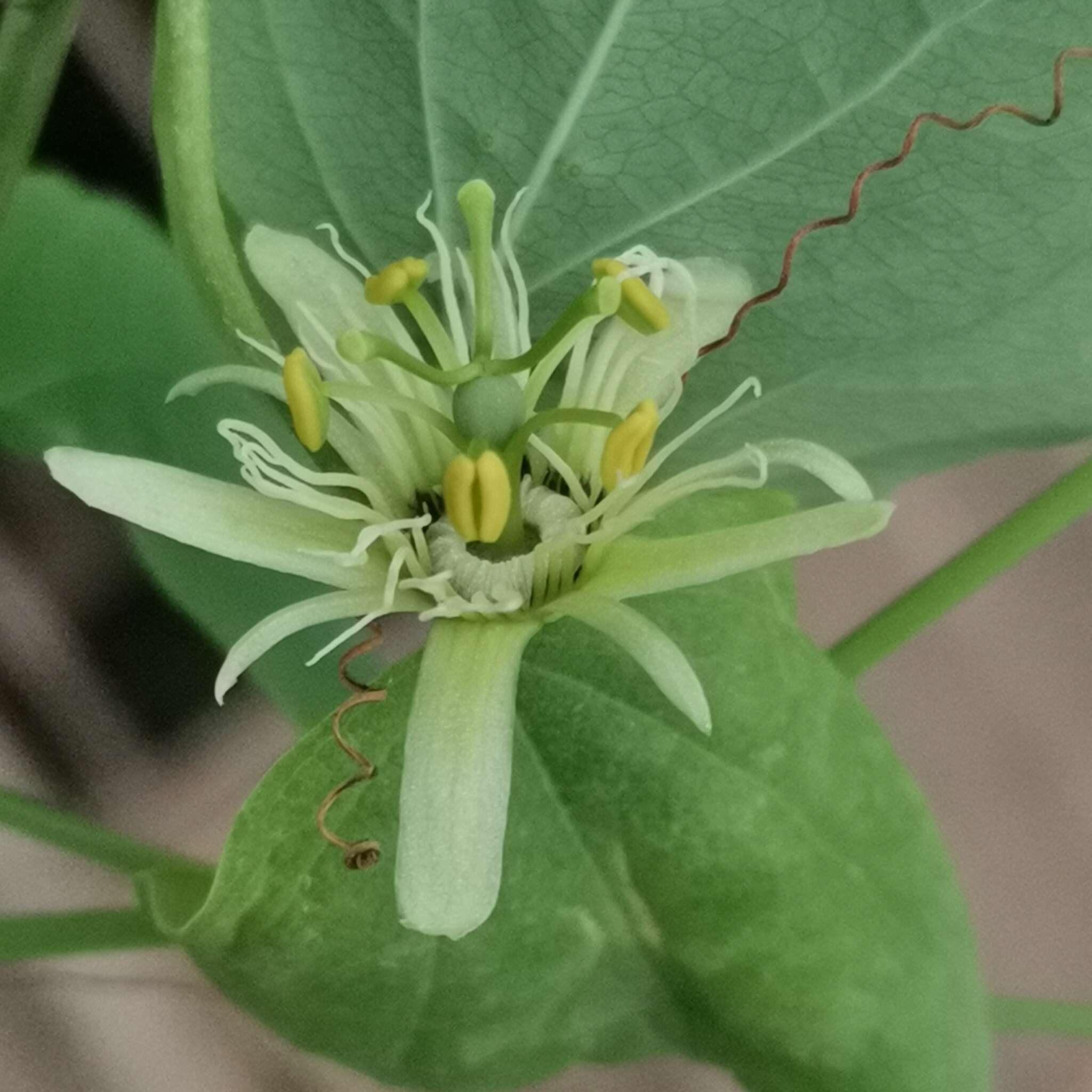 Image de Passiflora henryi Hemsl.