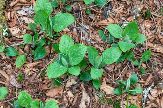 Image of Rugel's Indianplantain