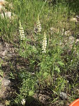 Image of silvery lupine