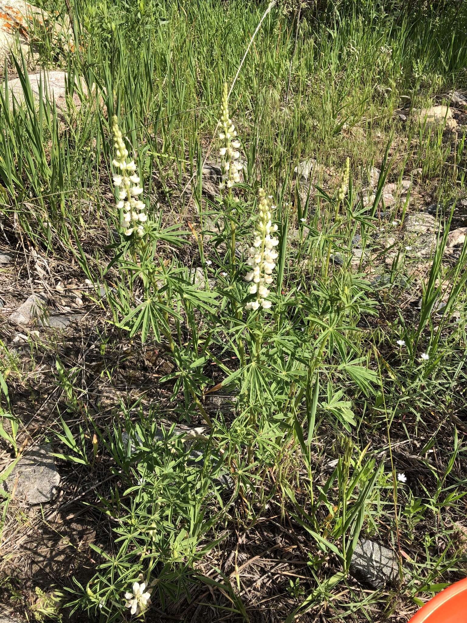 Imagem de Lupinus argenteus var. argenteus