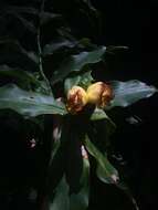 Image of Costus pictus D. Don