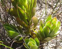 Image of Crassula fallax Friedrich