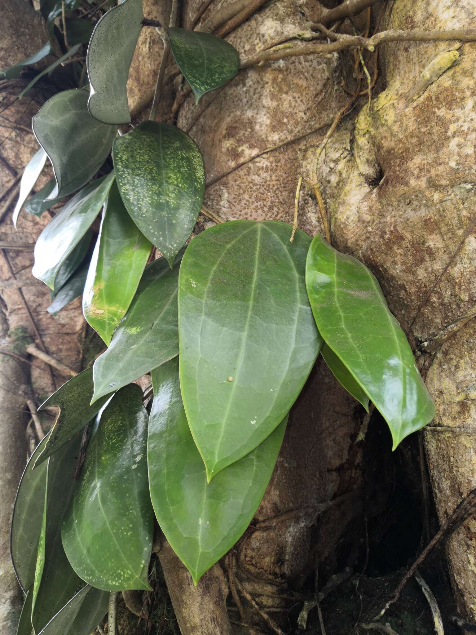 Image of Hoya latifolia G. Don