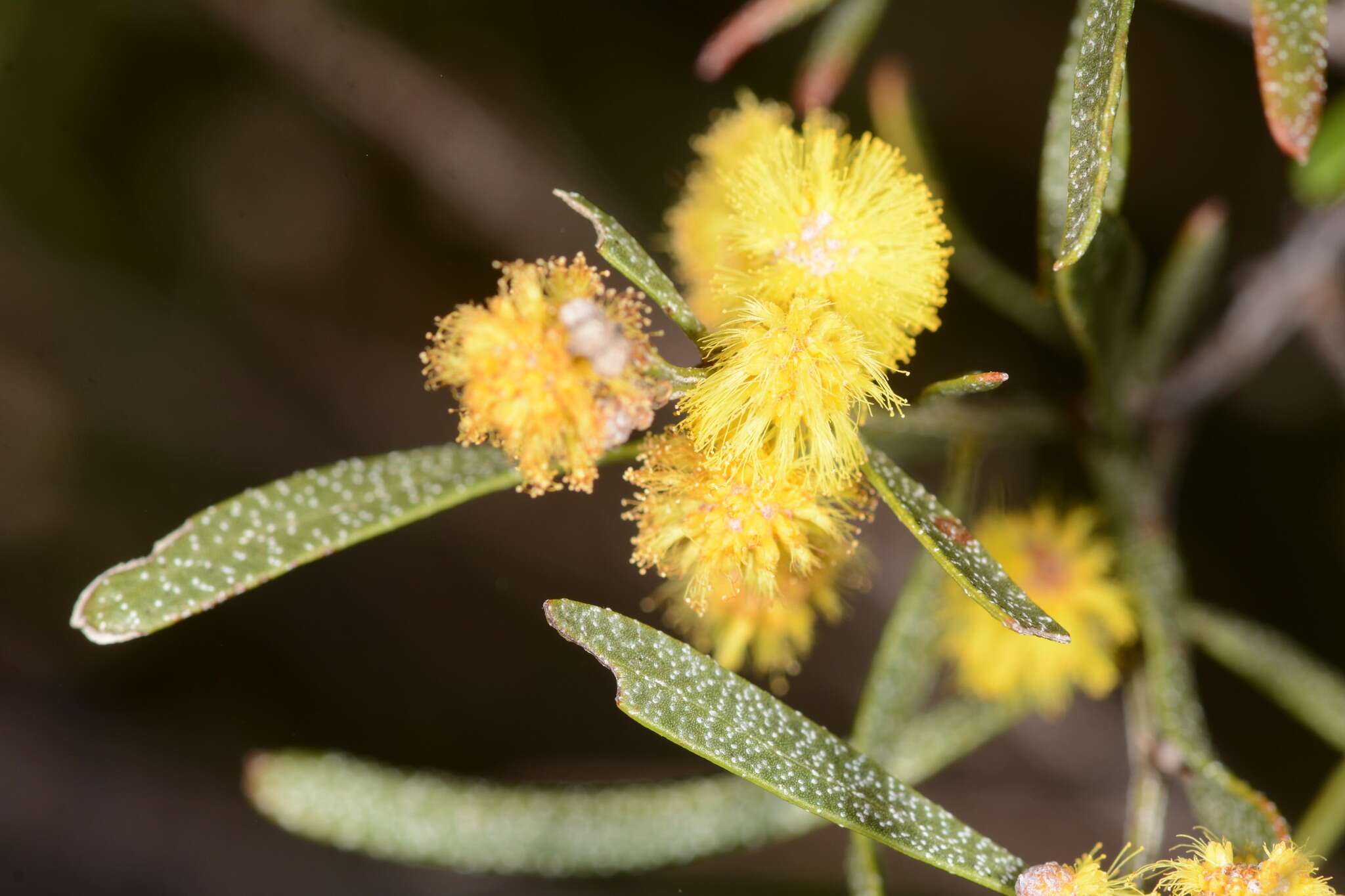 صورة Acacia ausfeldii Regel