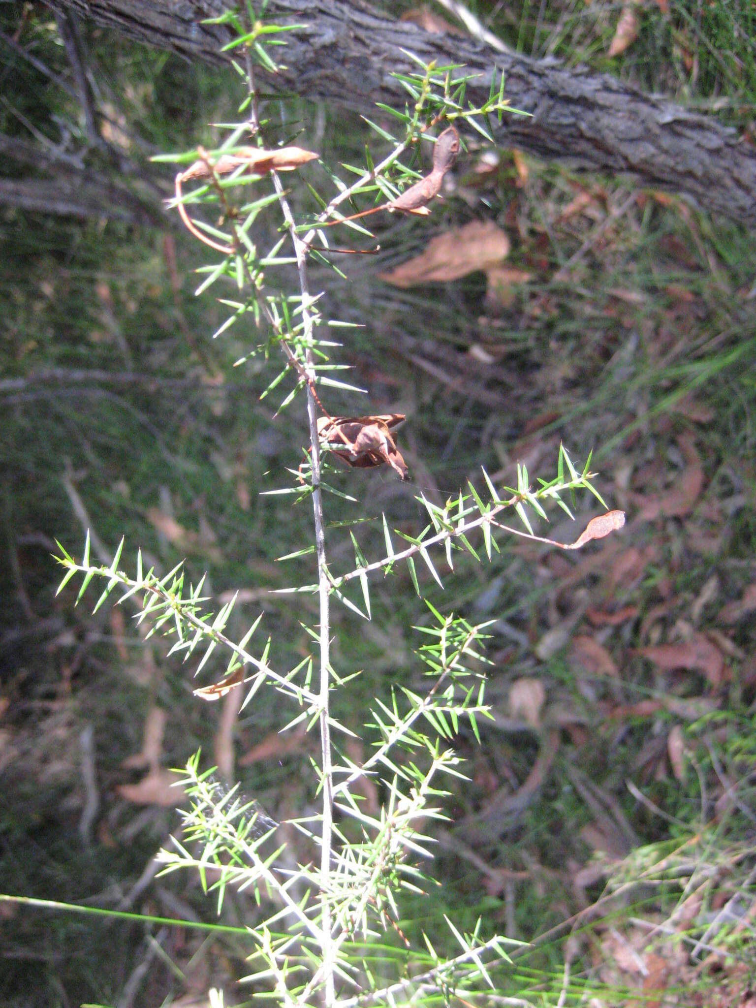 Image of juniper wattle