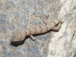 Image of Asia Minor Thin-toed Gecko