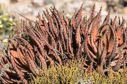 صورة Aloe melanacantha A. Berger