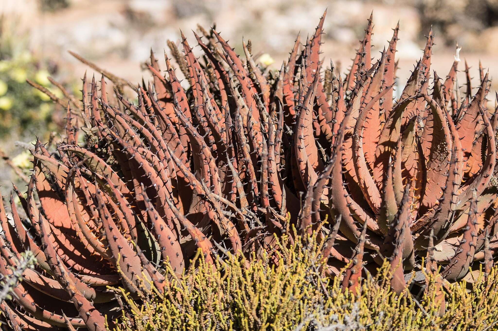 صورة Aloe melanacantha A. Berger