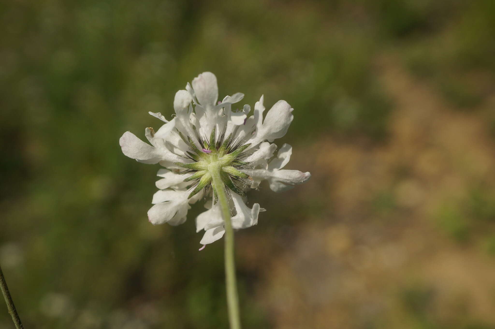 Image of Scabiosa praemontana Privalova