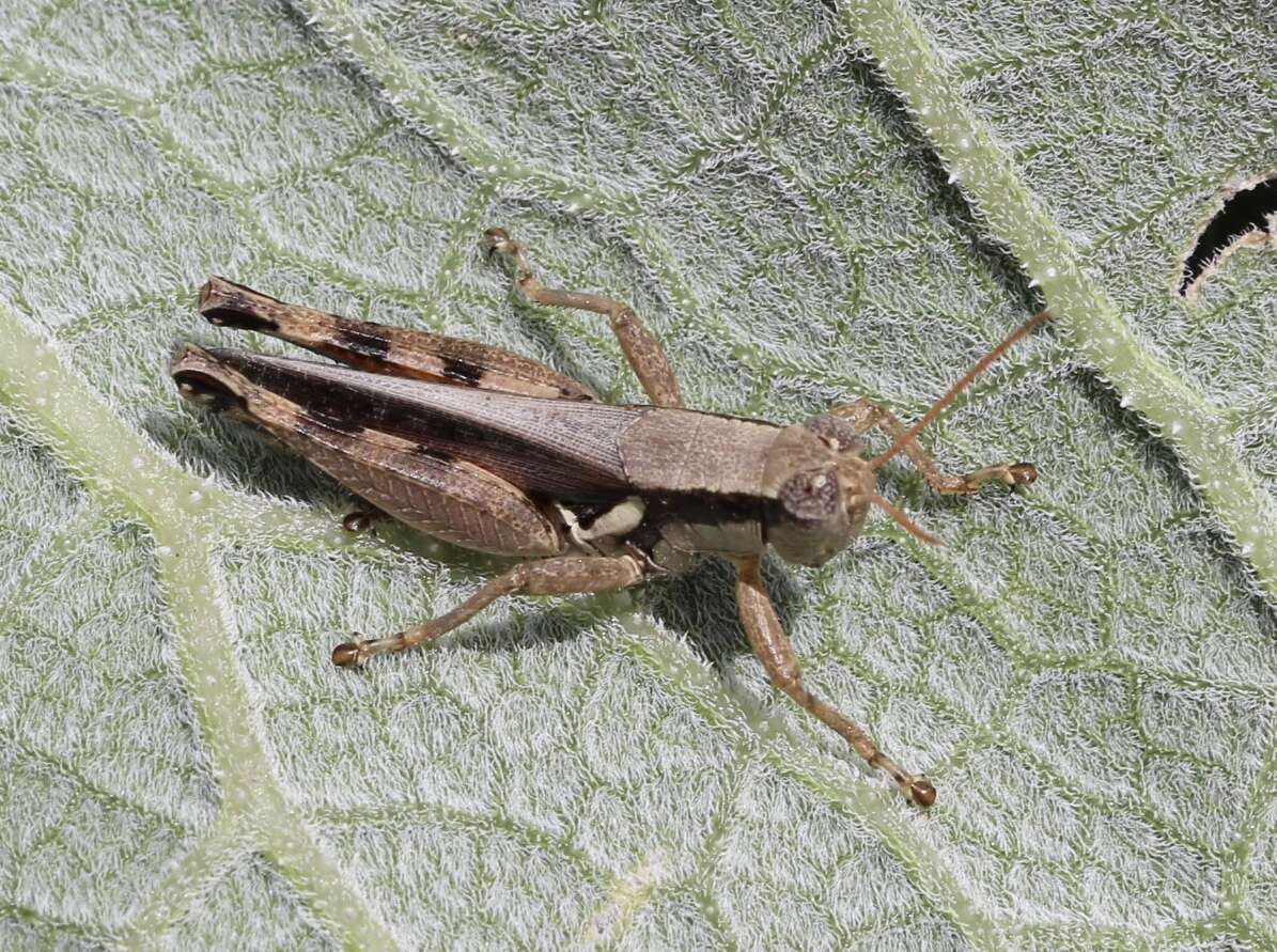 Image of Melanoplus glaucipes (Scudder & S. H. 1875)