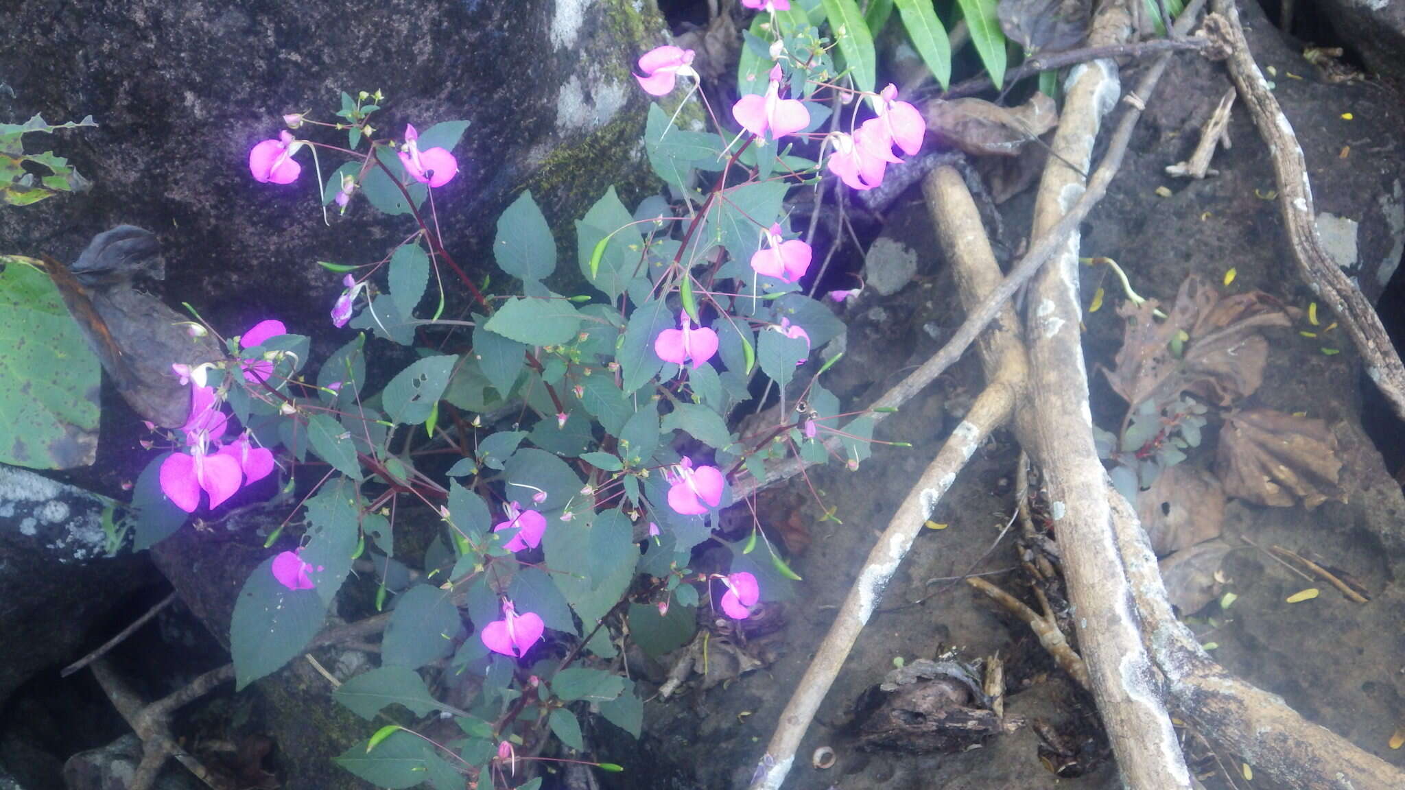 Impatiens bardotiae Eb. Fisch. & Raheliv. resmi