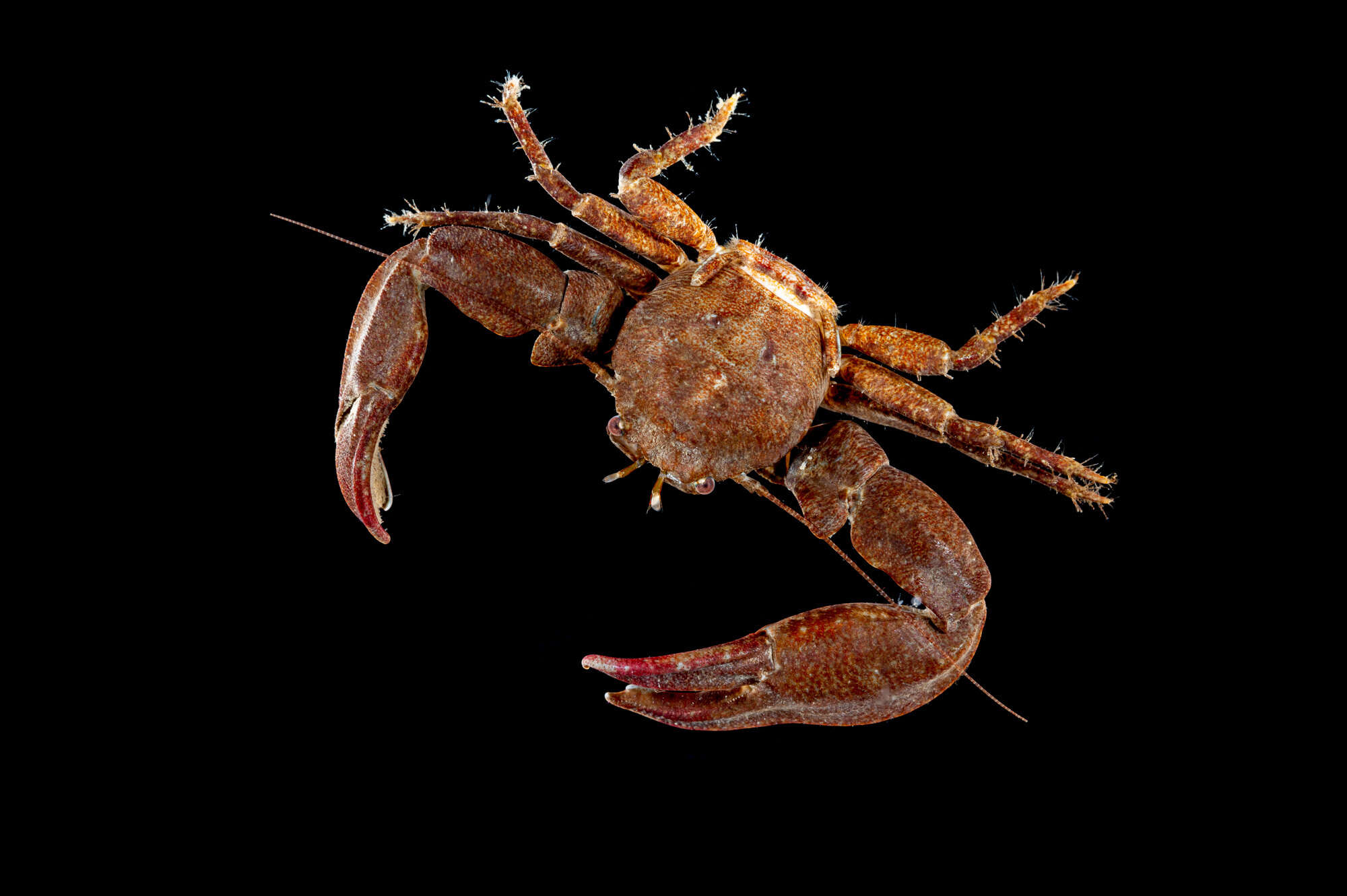 Image of common porcelain crab