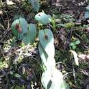 Imagem de Pleurothallis linguifera Lindl.