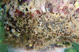 Image of green boring sponge