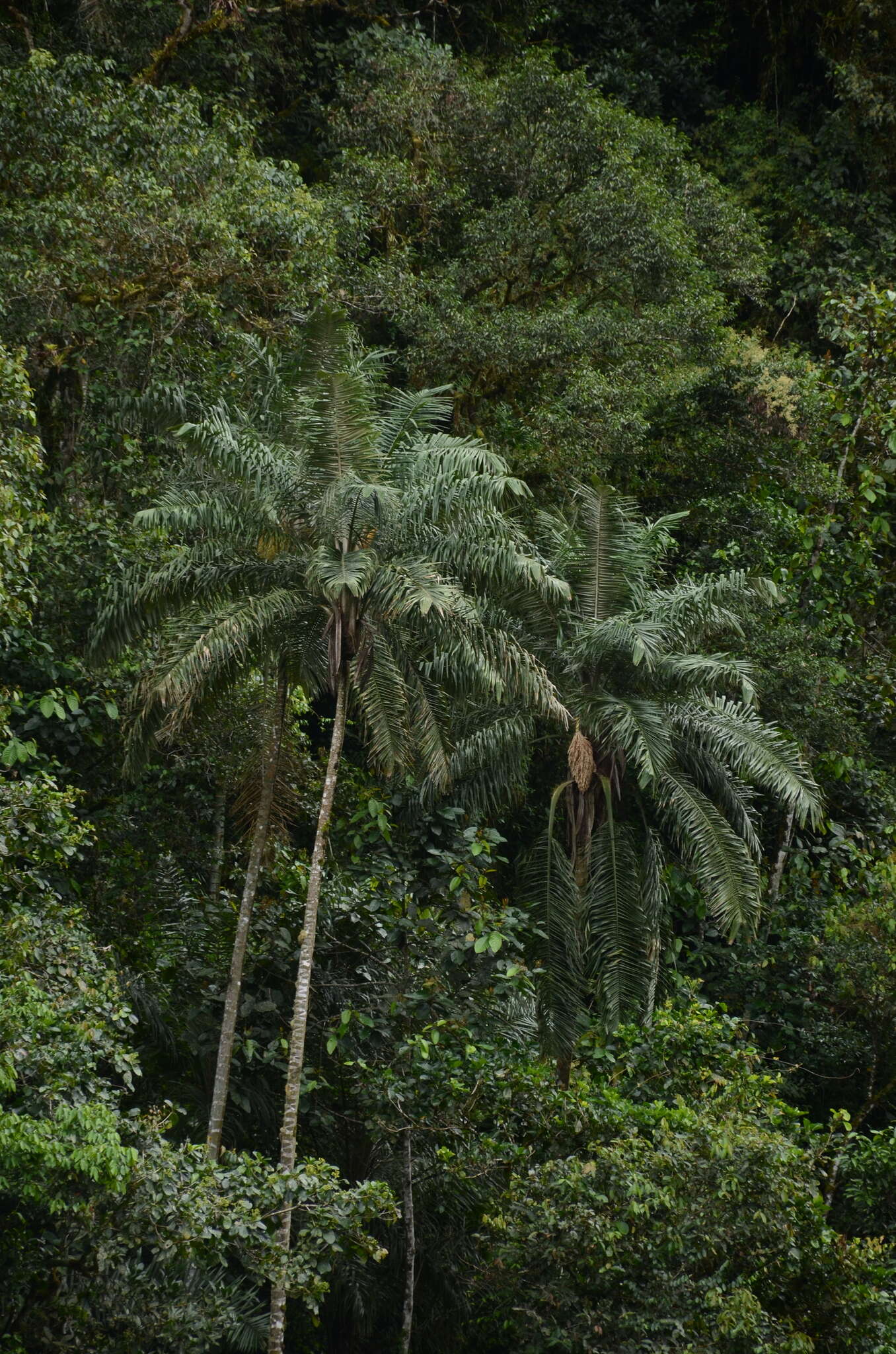 Image of Ceroxylon peruvianum Galeano, Sanín & K. Mejia