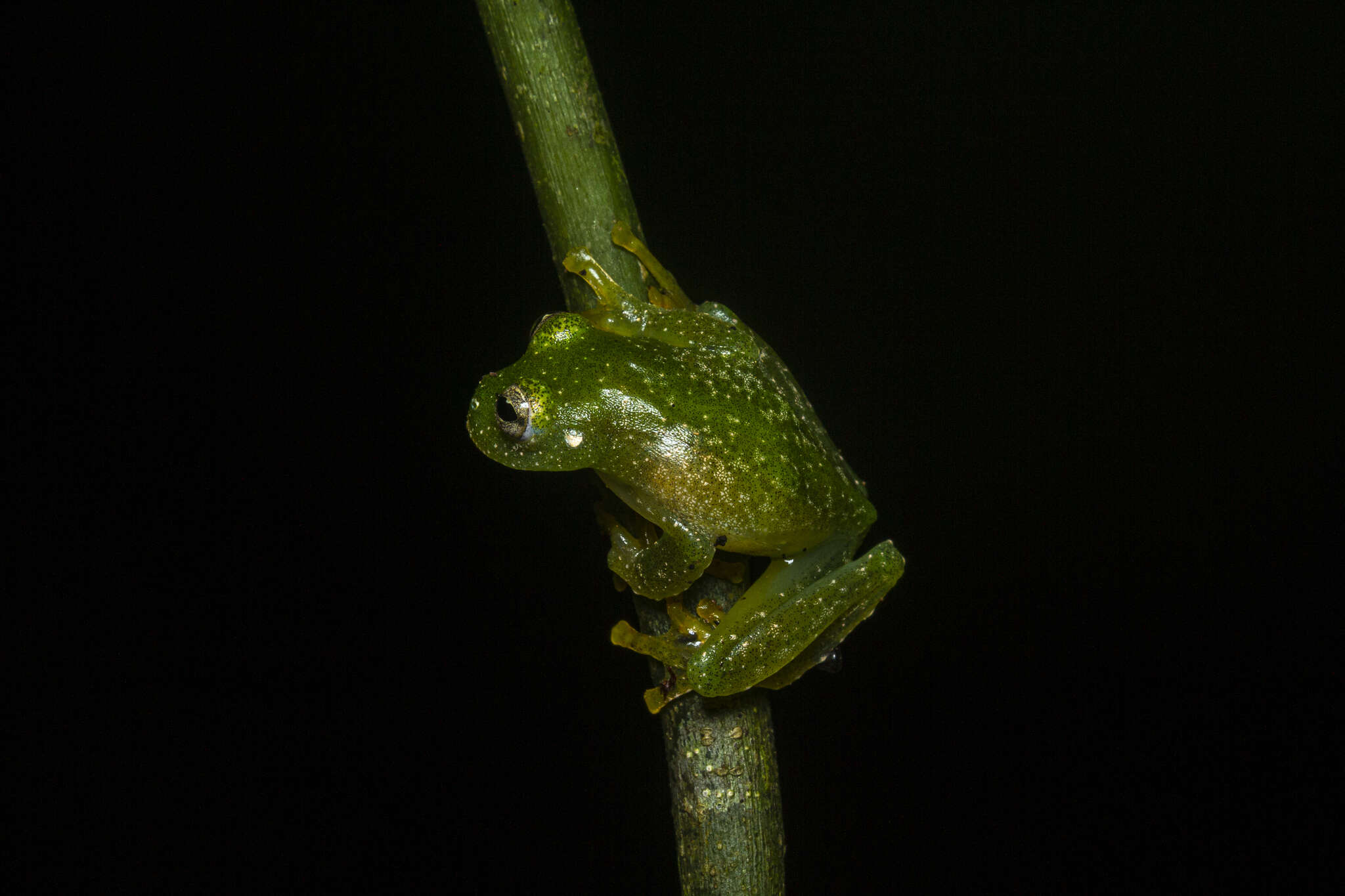 Image of Humboldt's Glass Frog