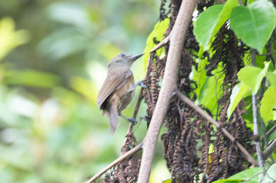 Image of Shrikebill