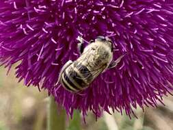 Image of Rocky Mountain Anthophora