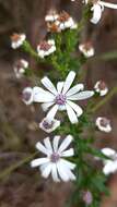 Sivun Olearia paucidentata (Steetz) F. Müll. ex Benth. kuva