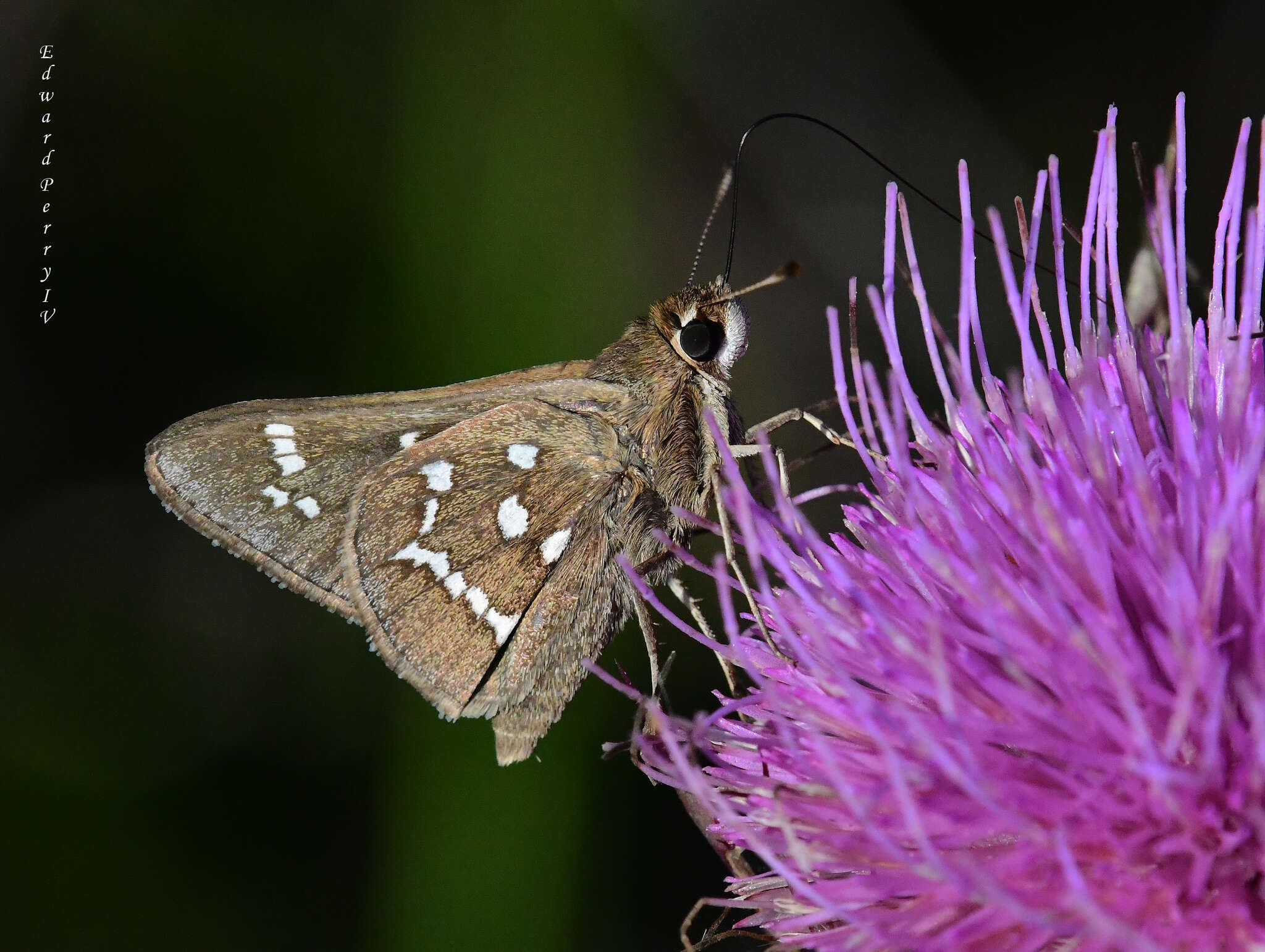 Image of Loammi Skipper