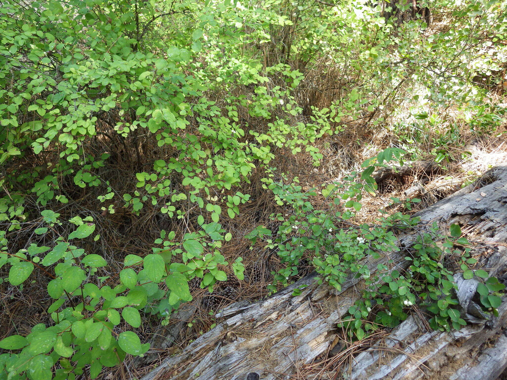 Image of common snowberry