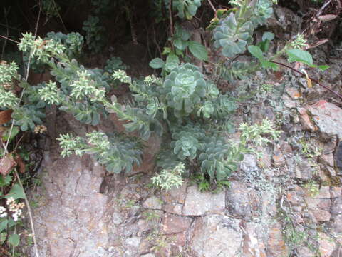 Image of Aeonium castello-paivae C. Bolle