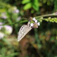 Image of Leptotes trigemmatus (Butler 1881)