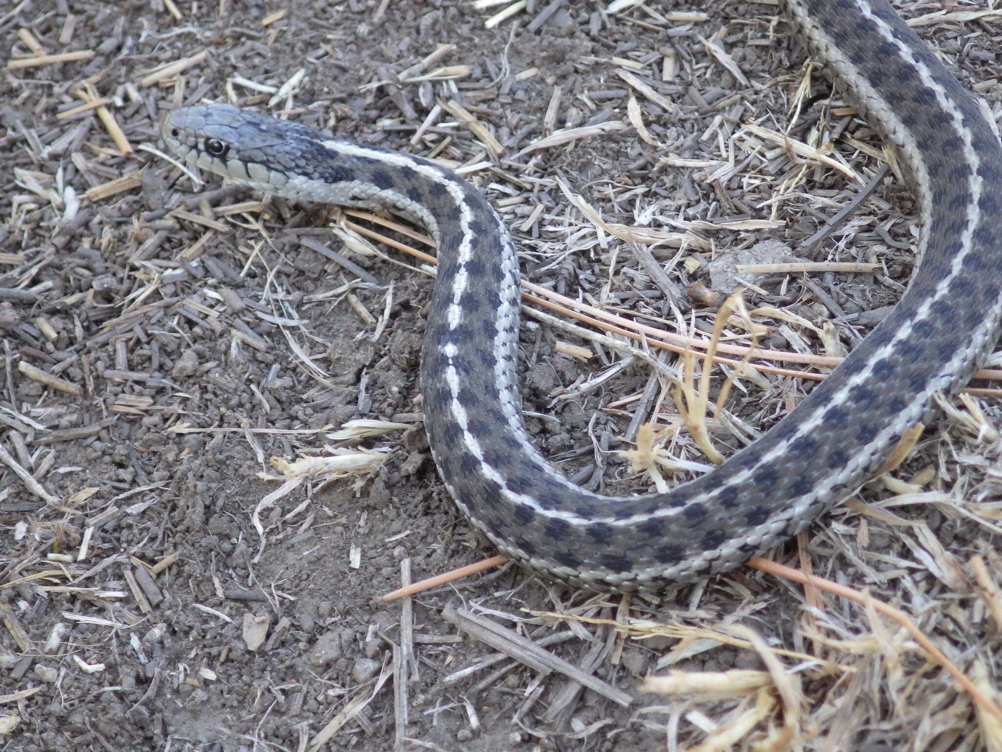 Sivun Thamnophis elegans (Baird & Girard 1853) kuva