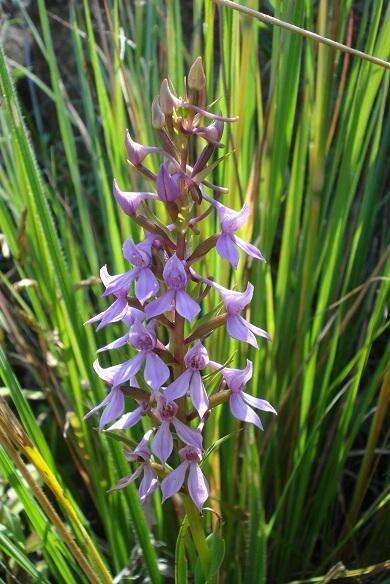 Image of Brownleea graminicola McMurtry