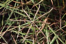 Image of windmill grass