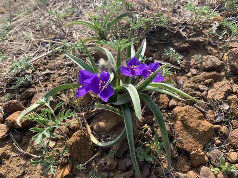 Image of Tharp's spiderwort