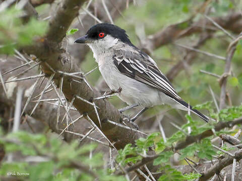 Image of Pringle's Puffback