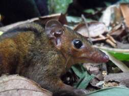 Image of Northern Three-striped Opossum