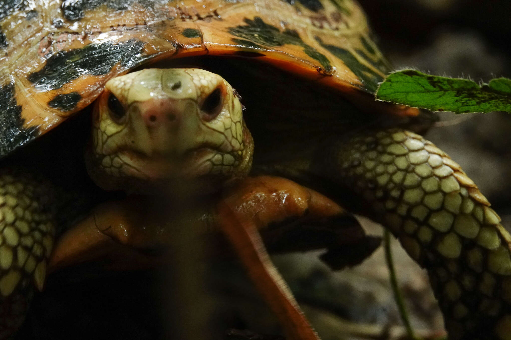 Plancia ëd Indotestudo