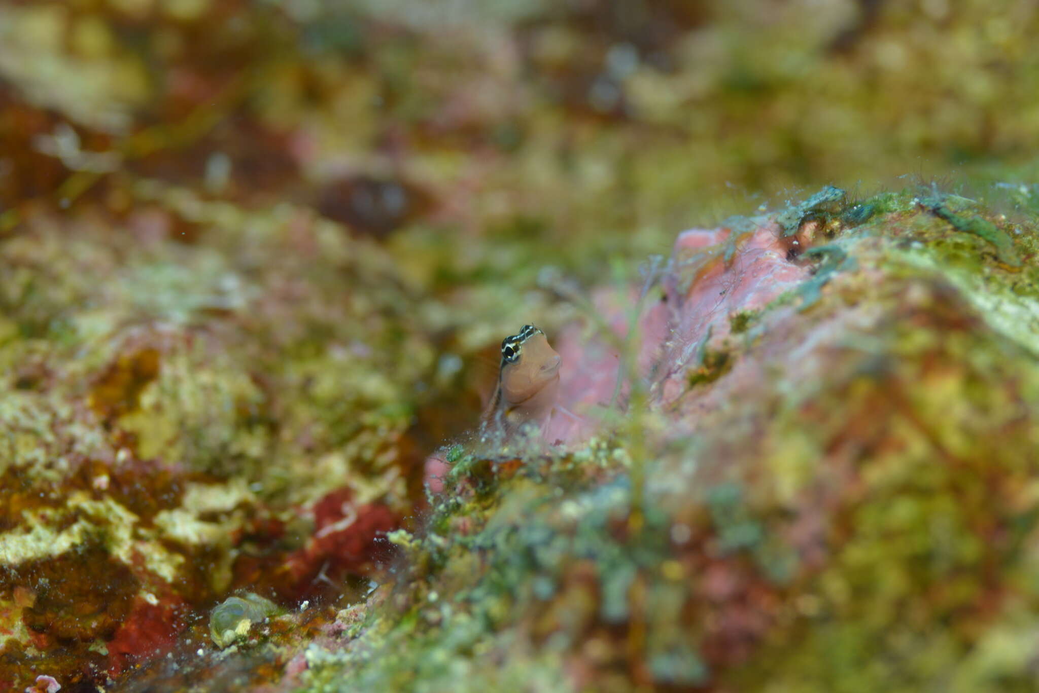 Image of Blackstriped combtooth blenny