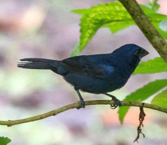 Image of Blue-black Grosbeak