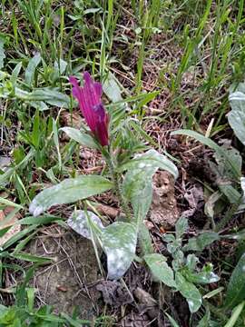 Image of Echium creticum subsp. creticum