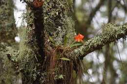 Image of Prosthechea vitellina (Lindl.) W. E. Higgins