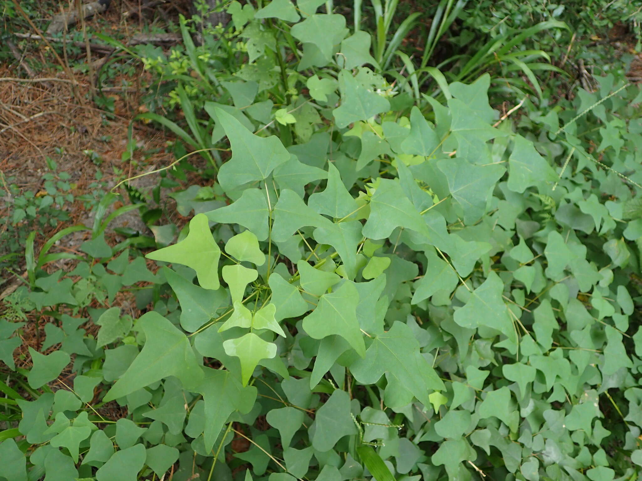 Слика од Erythrina herbacea L.