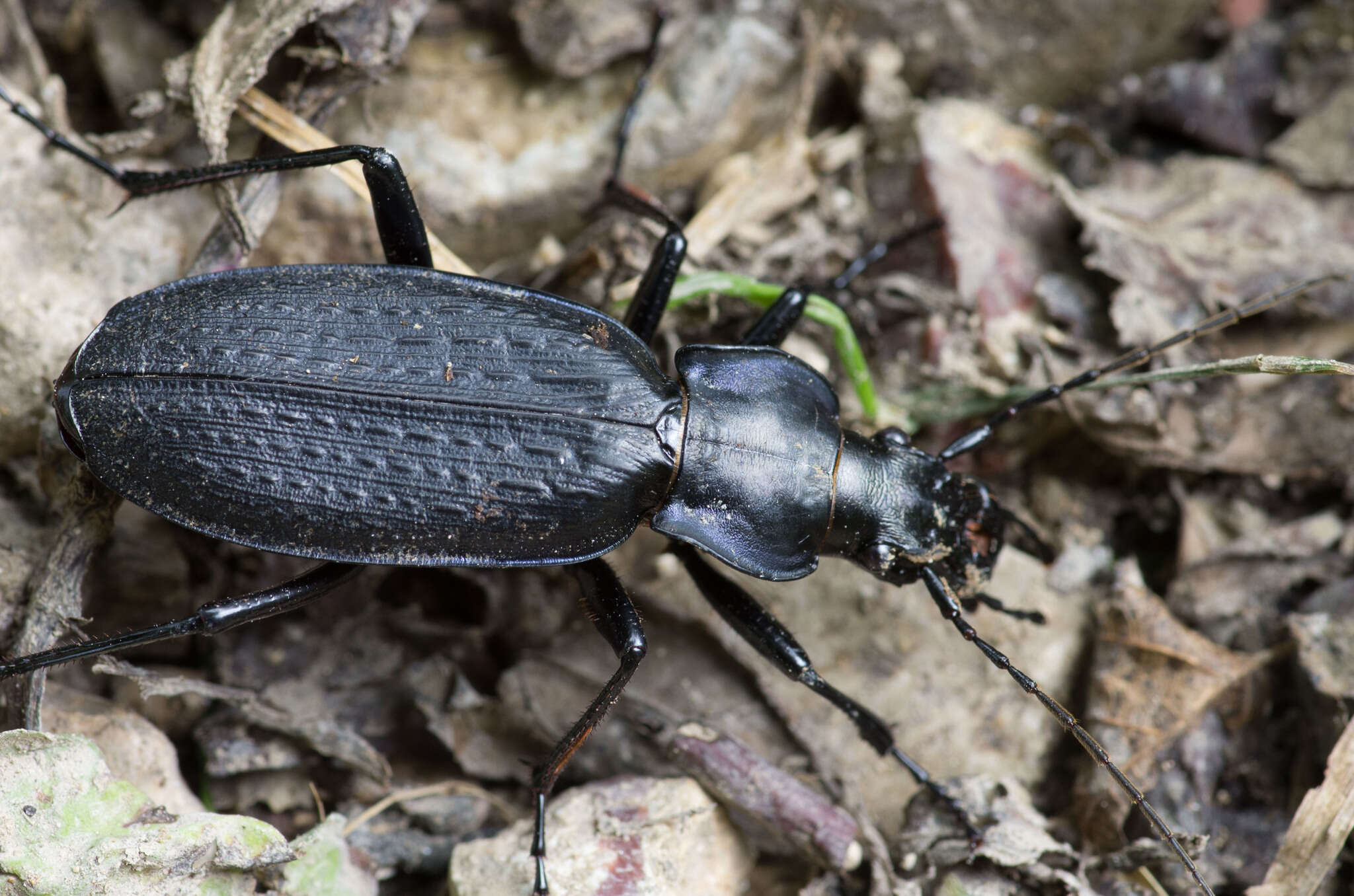 Image of Carabus (Tribax) koltzei (Rost 1889)