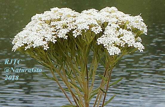 Image of sawtooth candyleaf