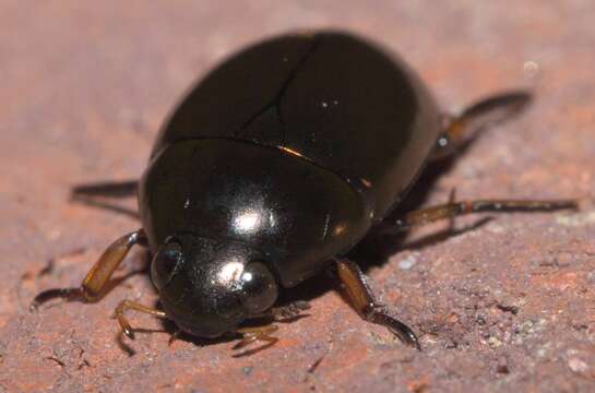 Image of Tropisternus (Tropisternus) blatchleyi Orchymont 1922