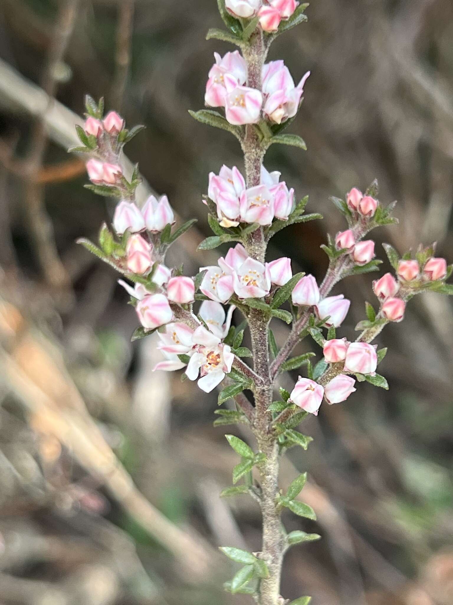 Image of Cyanothamnus rigens