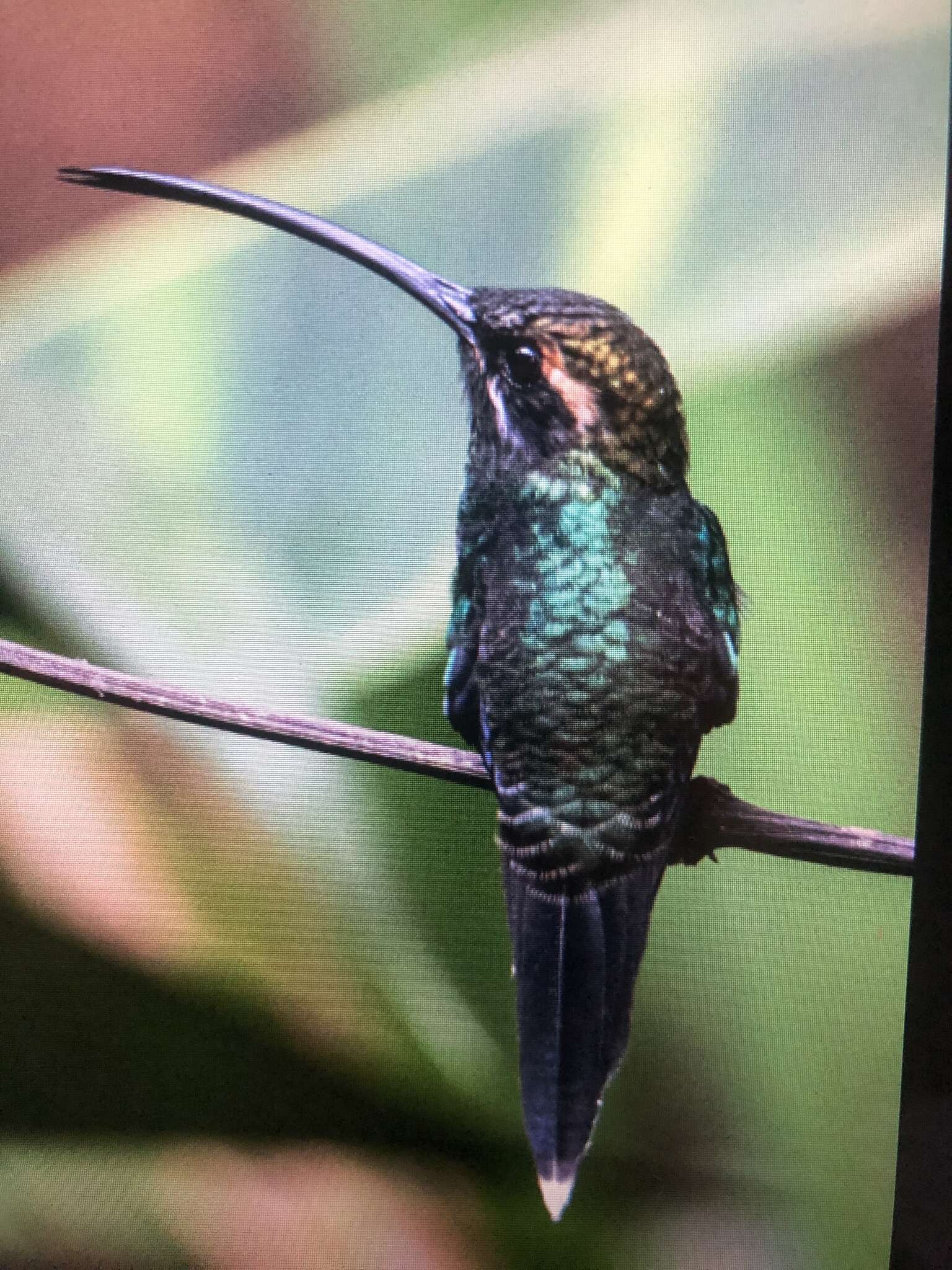 Phaethornis yaruqui (Bourcier 1851) resmi