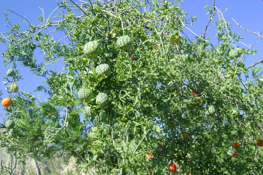 Image of slimlobe globeberry